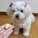 Petio 日本產 健康大粒饅頭餅乾(+葡萄糖) 狗小食40g  #A233 W13831
