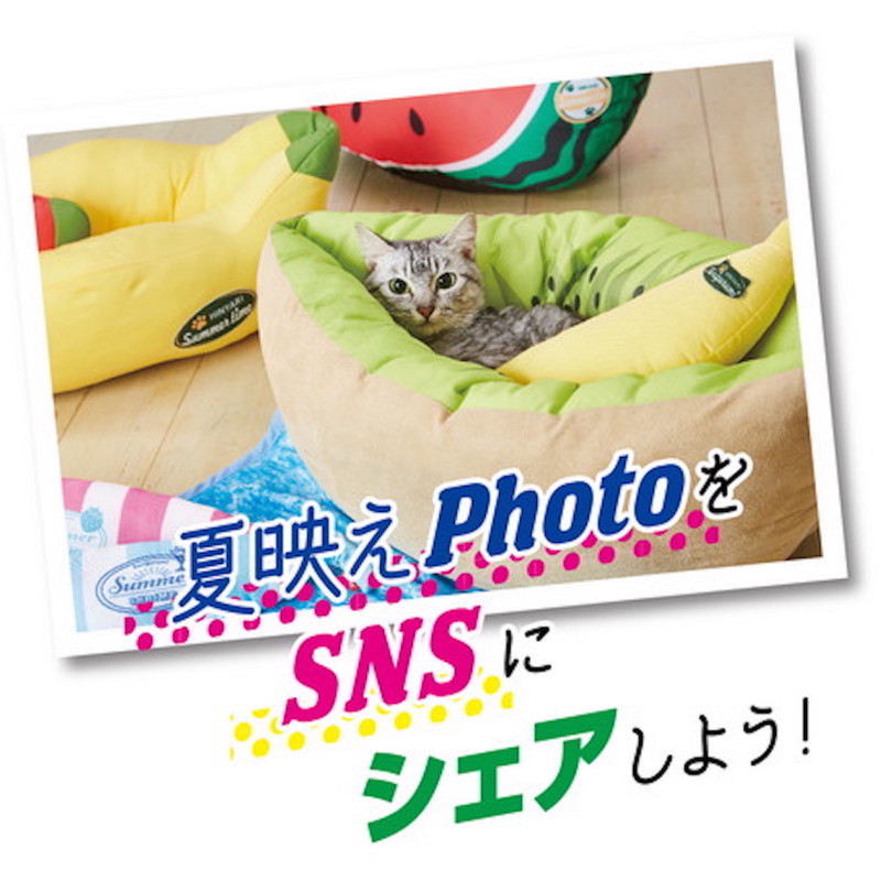 Petio貓狗用冷感可手洗寵物床(奇異果船)#H93 W27113